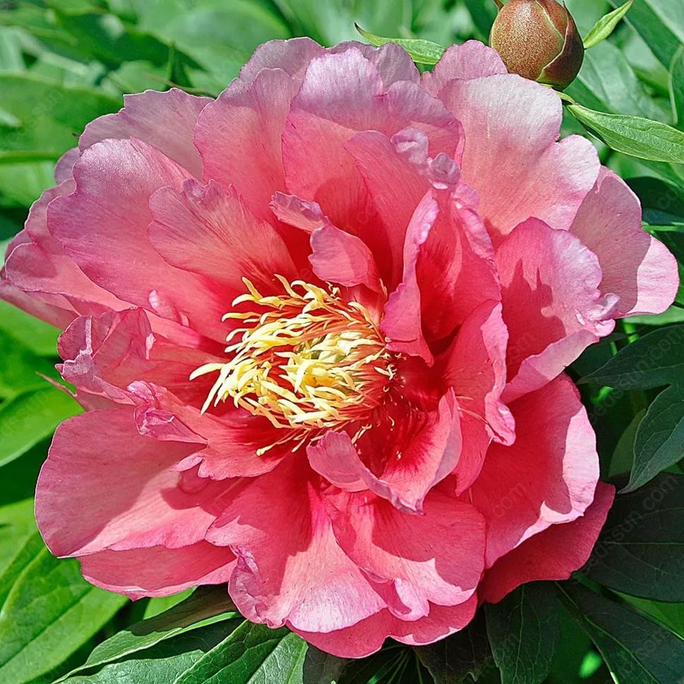 PetalVine – Elegante Kletterpfingstrosen-Zwiebeln
