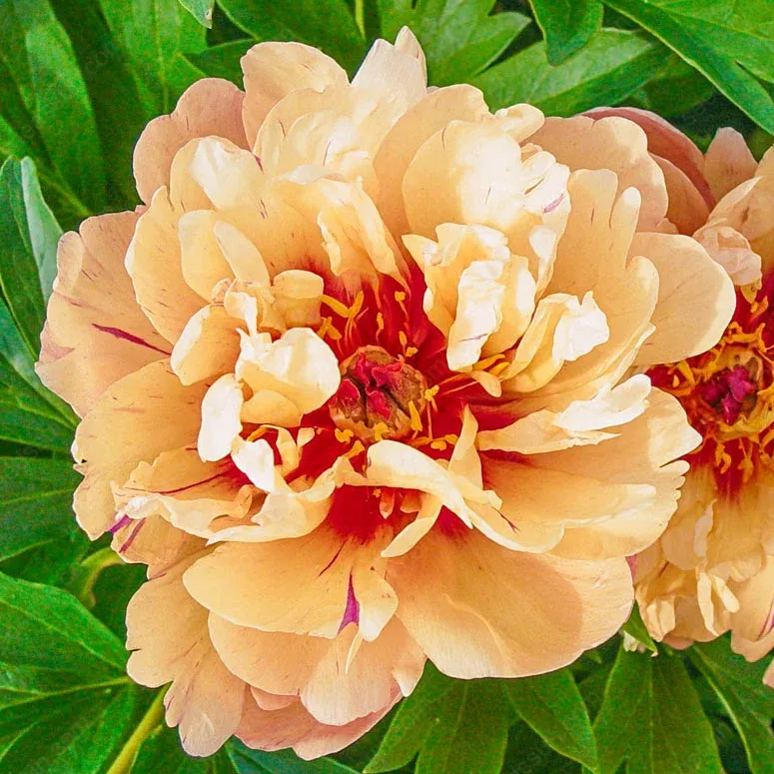 PetalVine – Elegante Kletterpfingstrosen-Zwiebeln