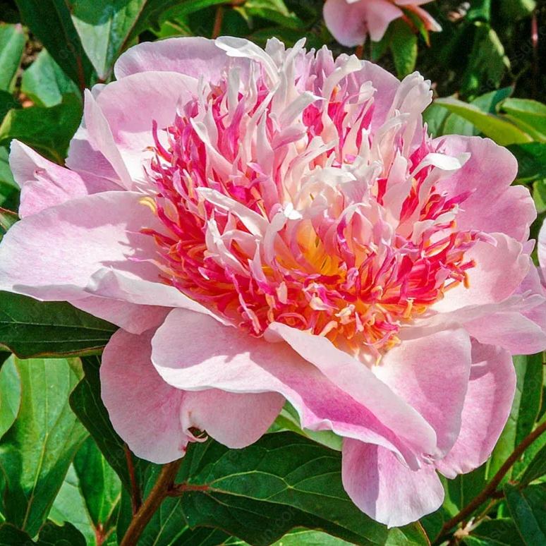 PetalVine – Elegante Kletterpfingstrosen-Zwiebeln