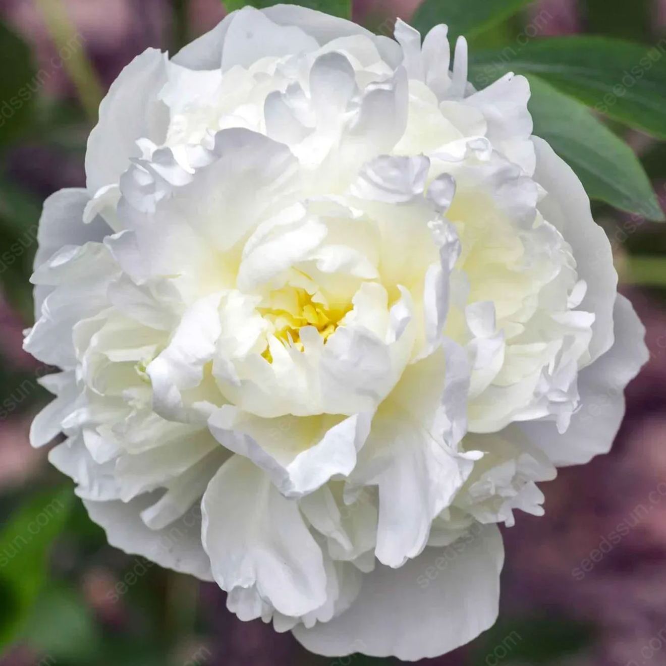 PetalVine – Elegante Kletterpfingstrosen-Zwiebeln