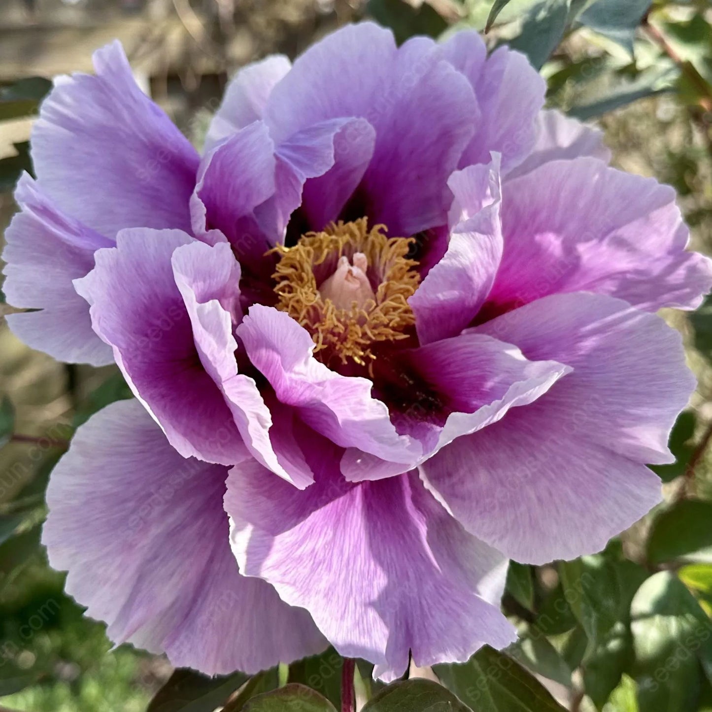 PetalVine – Elegante Kletterpfingstrosen-Zwiebeln